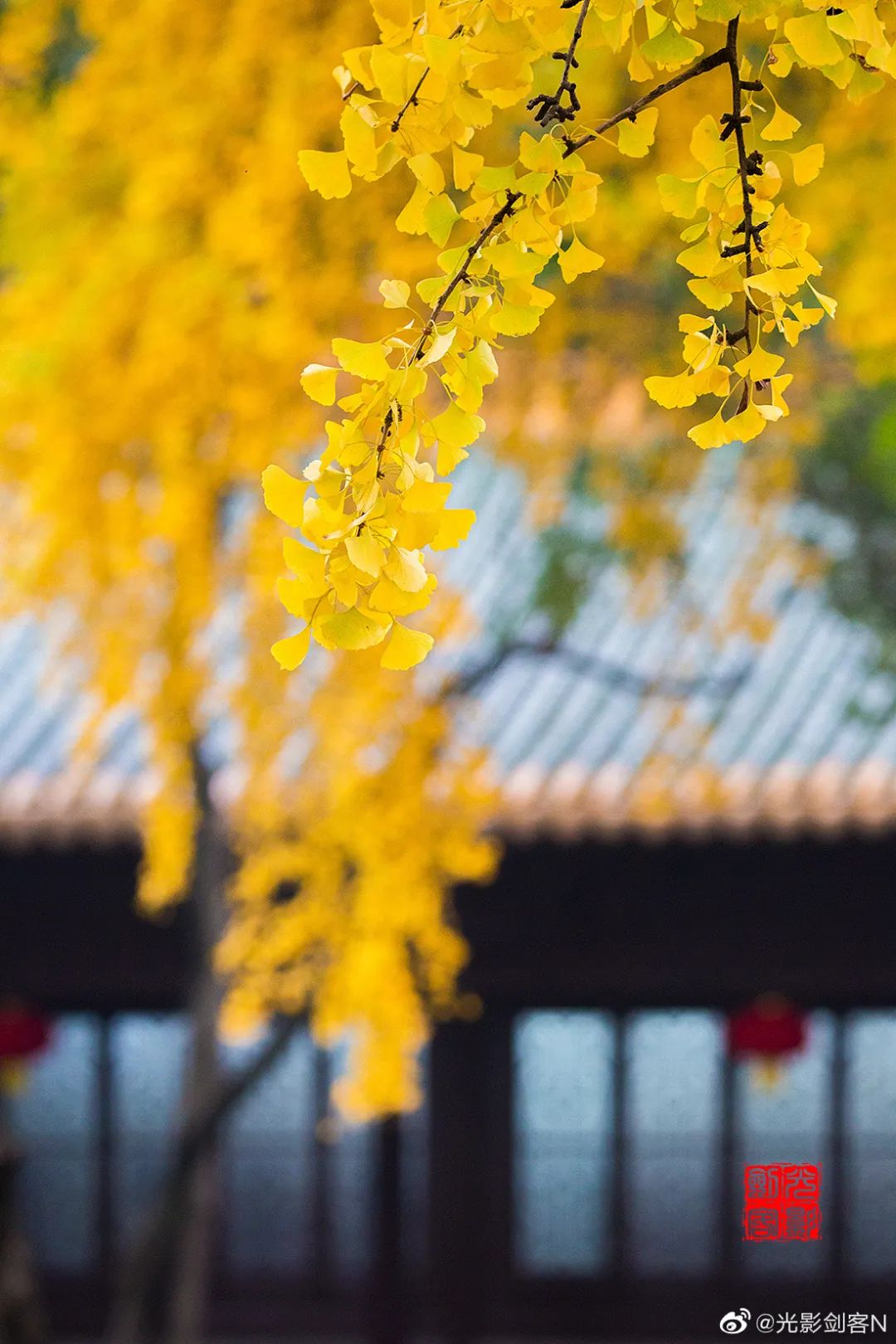 每一片银杏都不会辜负秋天,银杏从来不负秋原唱
