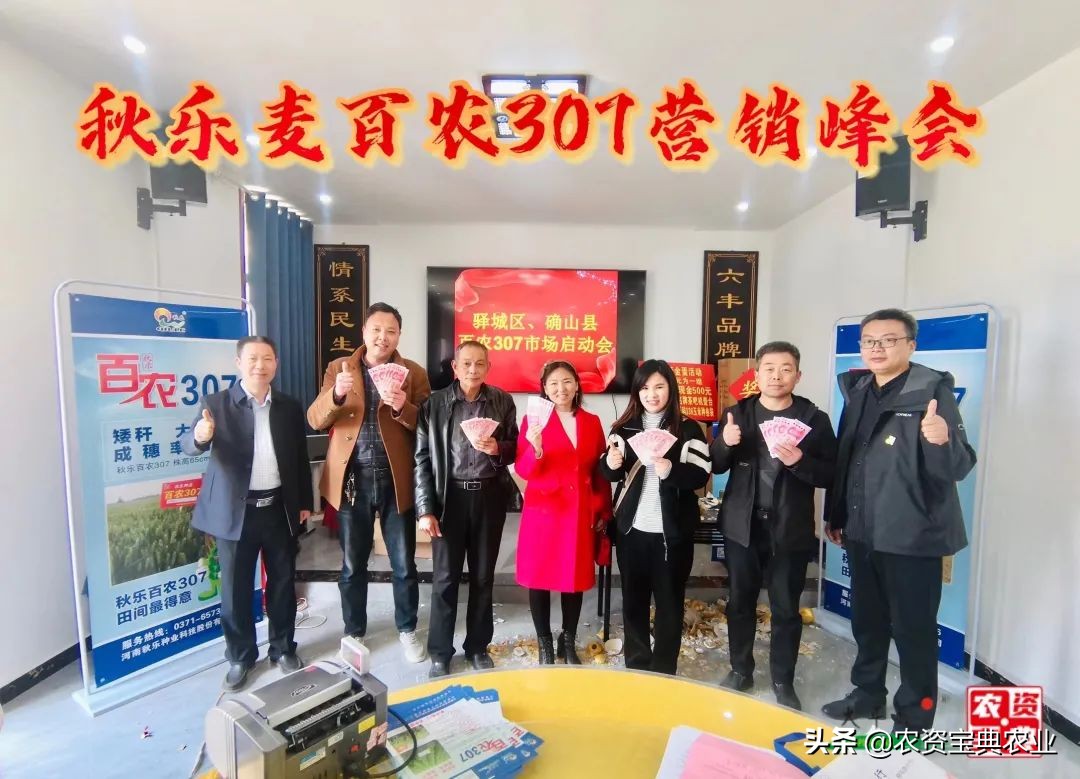 矮秆大穗小麦,秋乐百农307小麦品种简介