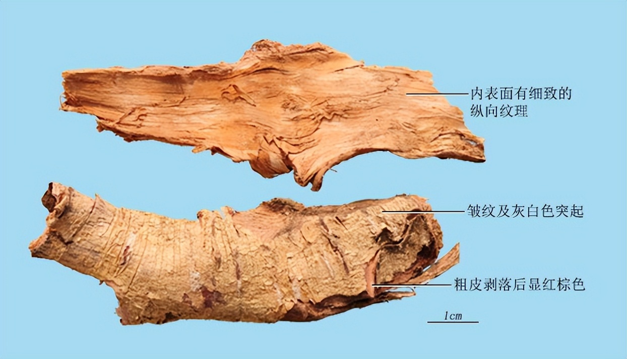 土荆皮显微鉴别图片,什么代替土荆皮