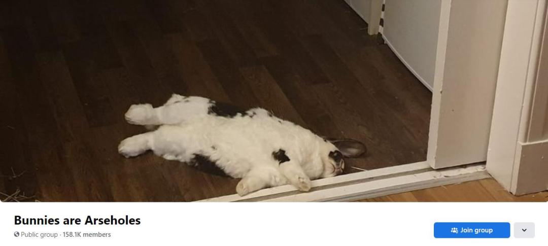 兔兔超可爱的真人照片,兔兔超可爱露脸照片