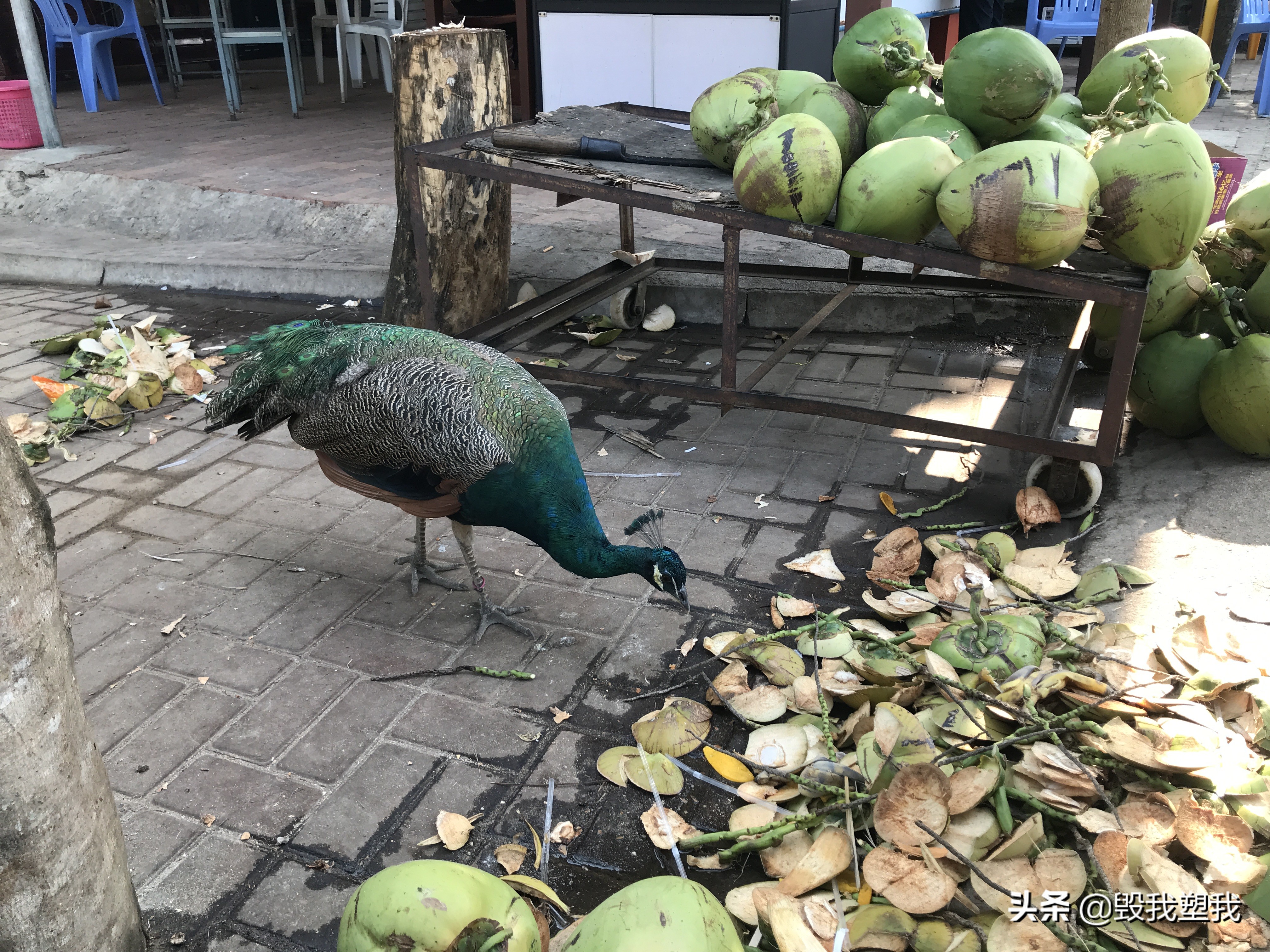 海南三亚街头真实视频,三亚街边小视频