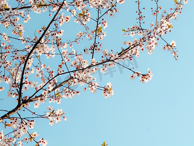 世界级的赏樱花的地方原来在这里,赏樱花的地方都在哪里