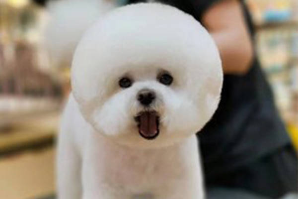 哈尔滨宠物美容学校费用大概多少,哈尔滨十大宠物美容培训机构