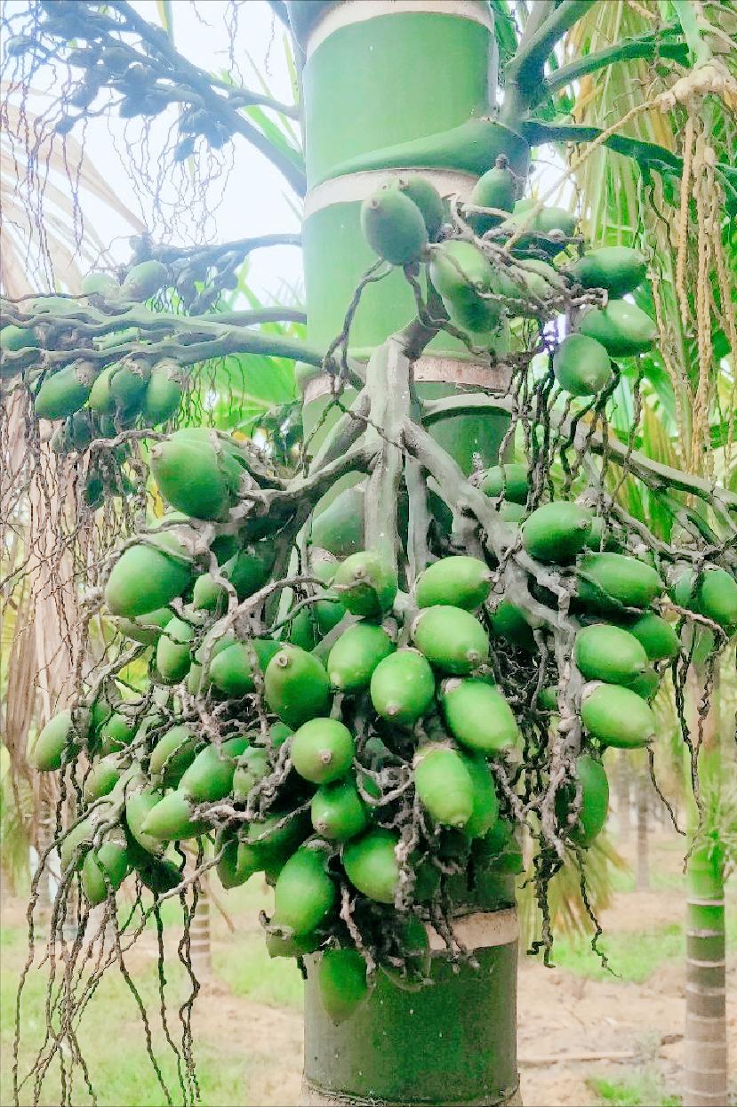 槟榔什么时候被定为一级致癌物,槟榔被定为一级致癌物禁售了吗