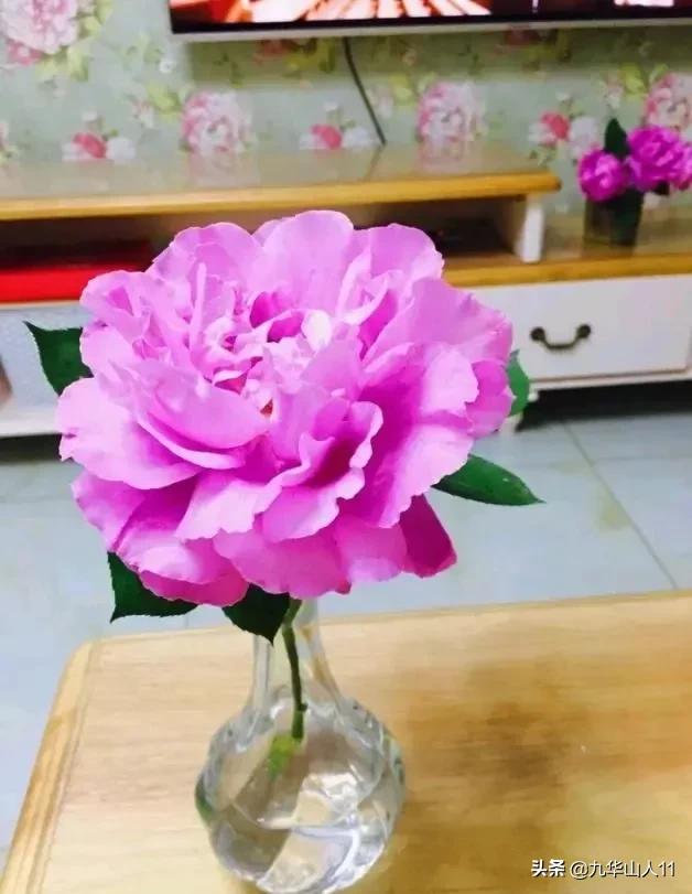 大花浓香勤花的月季品种,大花月季品种介绍大全图片及价格