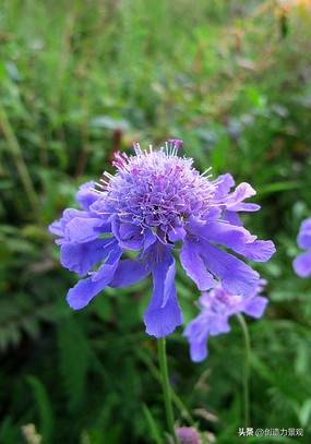 夏季好养的花卉有哪些,夏季的常见花卉有哪些