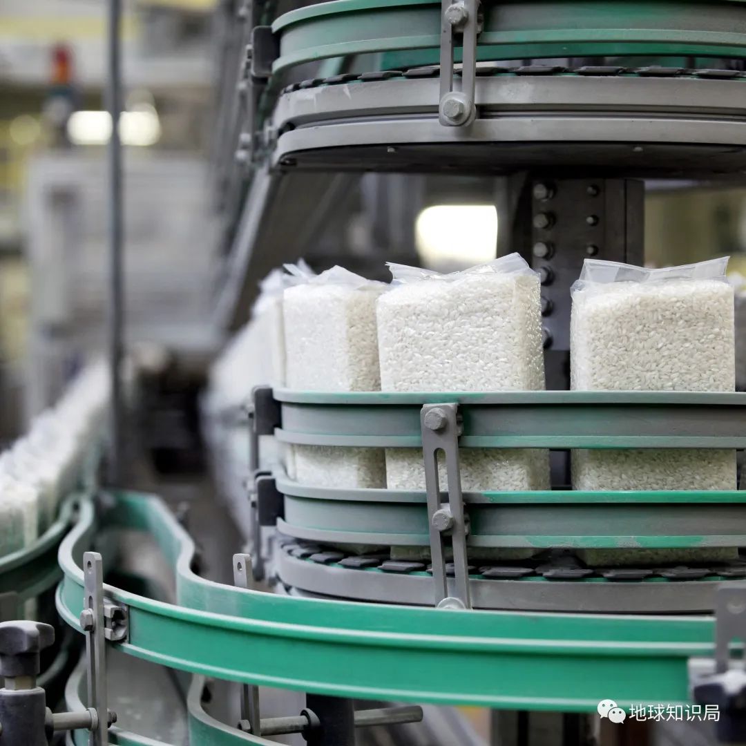 泰国米，从小吃到大|地球知识局