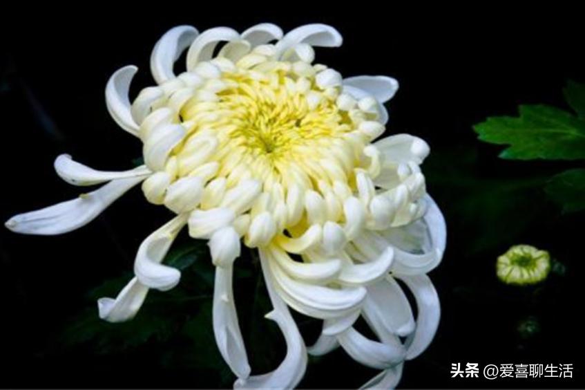 重阳节的禁忌和适合做什么,重阳节忌讳吃什么