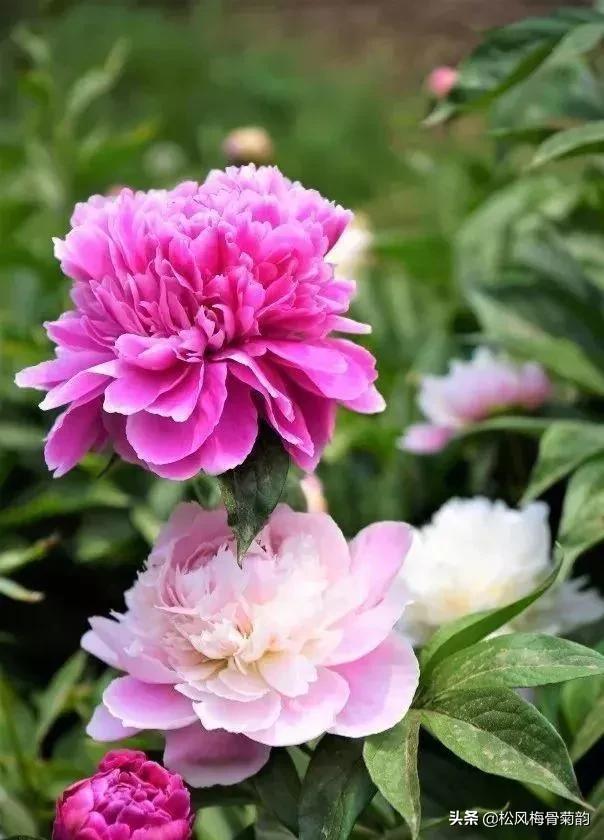 花儿朵朵开，香艳惹人爱，闻香觅花来，弄花香满衣