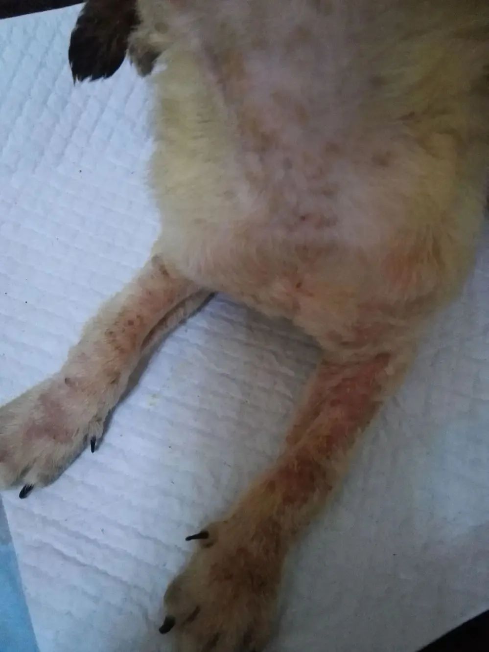 狗狗肚皮上起红点并痒怎么回事,狗狗身上发痒有红点是怎么了