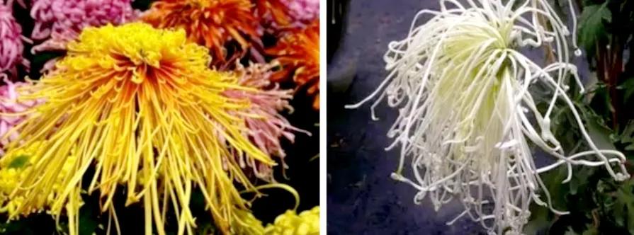 不是花中偏爱菊菊花开尽更无花,不是花中偏爱菊只是花开尽更无花