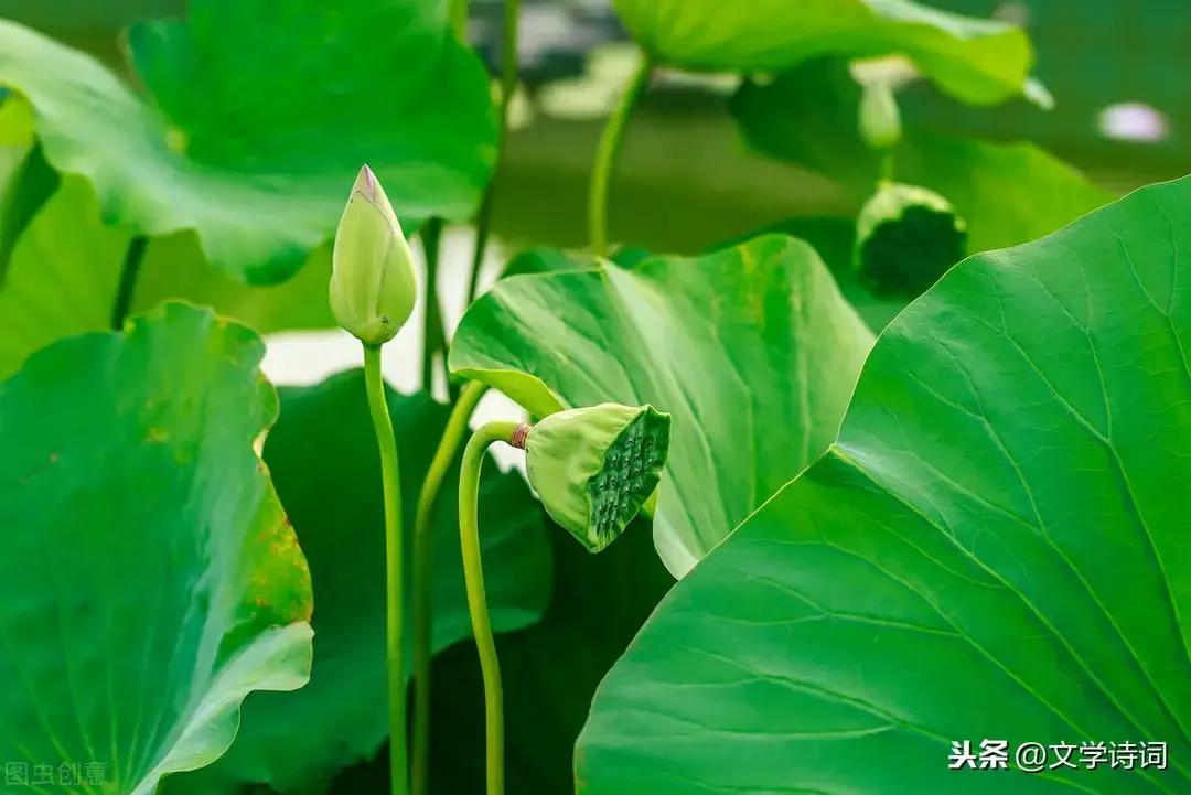 唐诗宋词300首完整版,朗读唐诗宋词必背300首