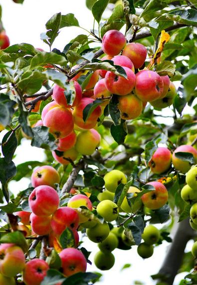 古代苹果叫什么名字,古代把苹果叫什么名字