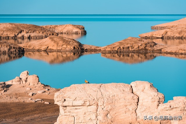 青海湟鱼那么多为什么要保护,救命的青海湖湟鱼