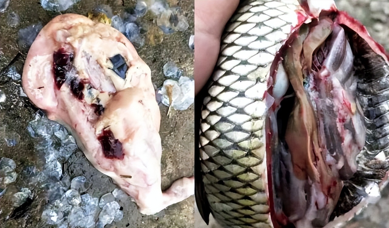 草鱼烂鳃烂身出血用什么药,草鱼烂身烂尾病用什么药治