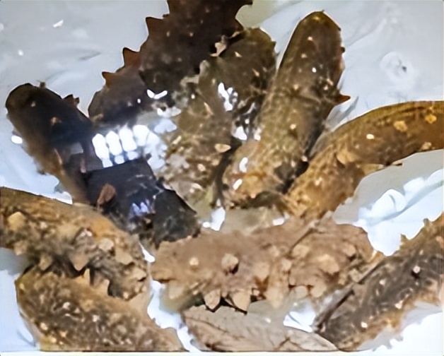 月子要吃哪种海参最好,月子可以吃海参吗每天吃几个