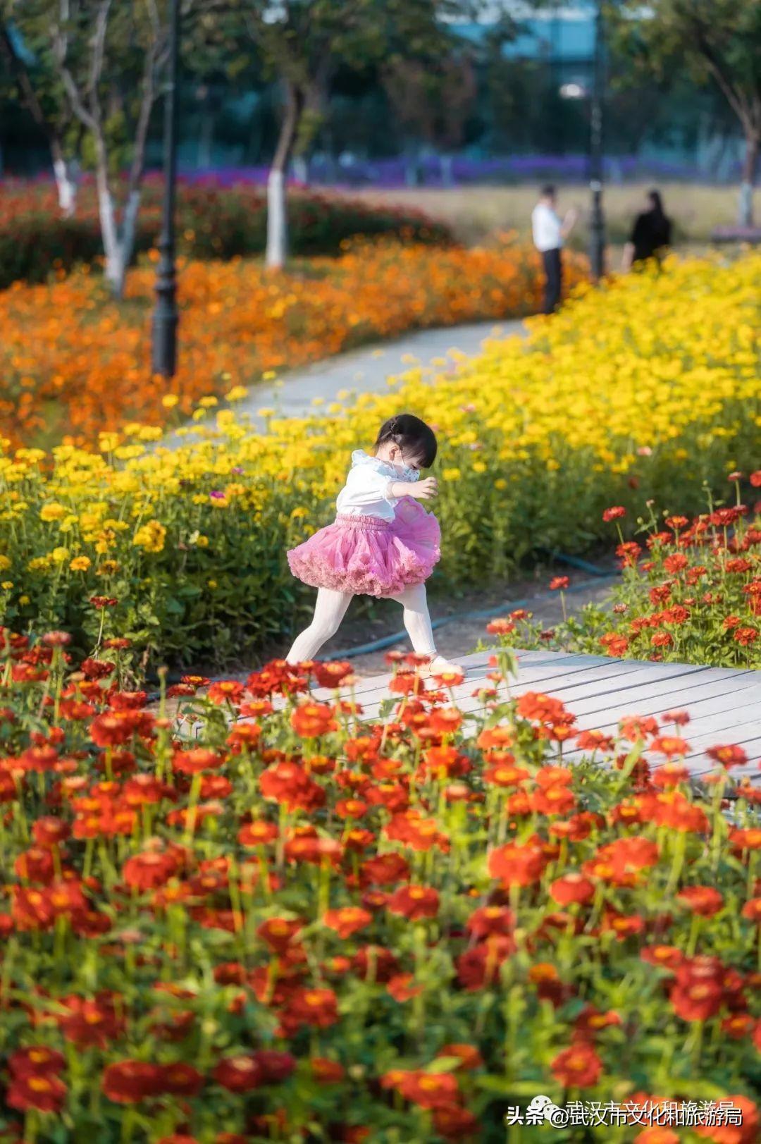 汉口江滩即将迎来百亩花田花海,汉口江滩紫色花海