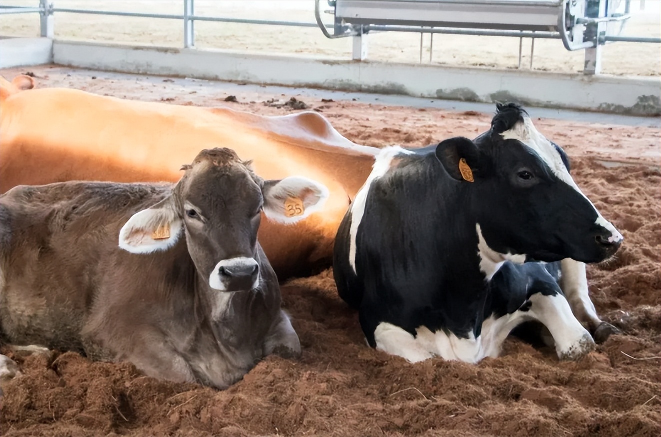 迪士尼乐园二合一美食,世界十大迪士尼乐园美食