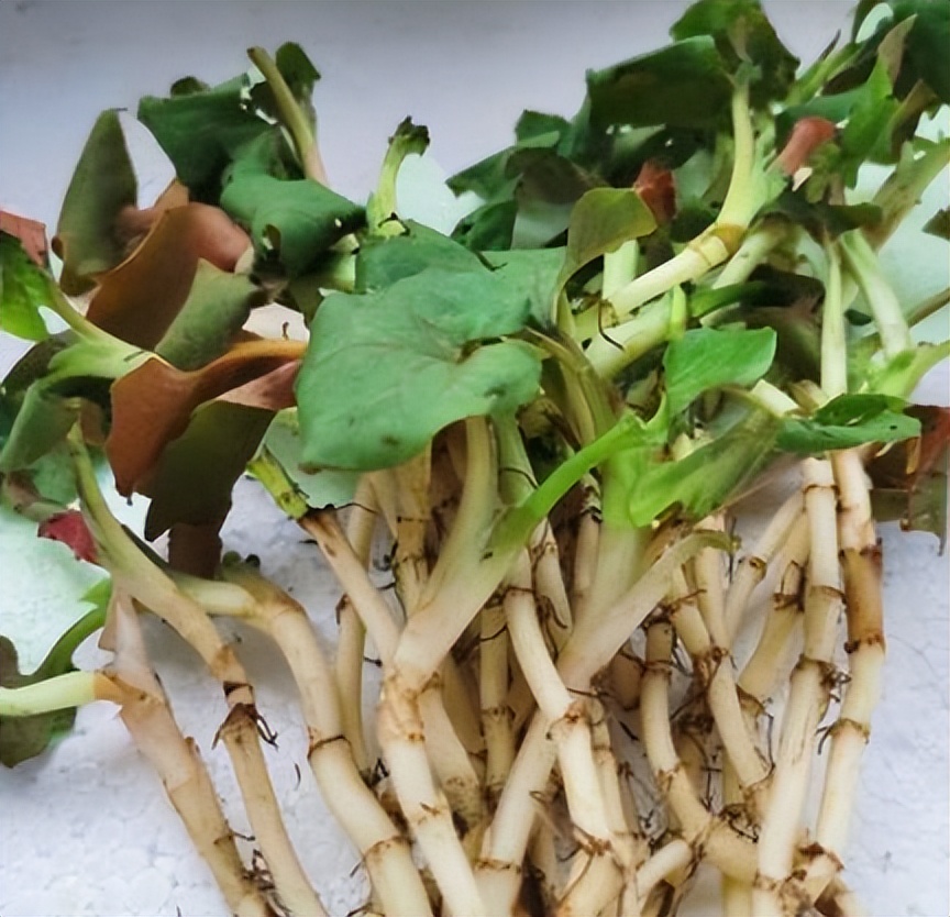 鱼腥草为什么要叫害人草,鱼腥草是害人草还是养生草