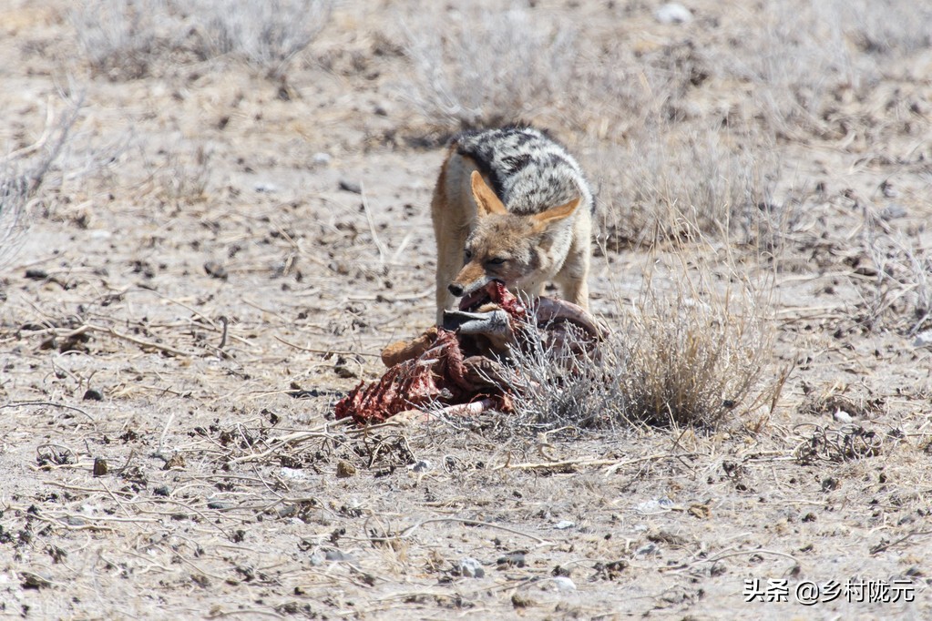 狡猾、凶猛的狼群，原来也有害怕的时候，老兵自述这样做才对