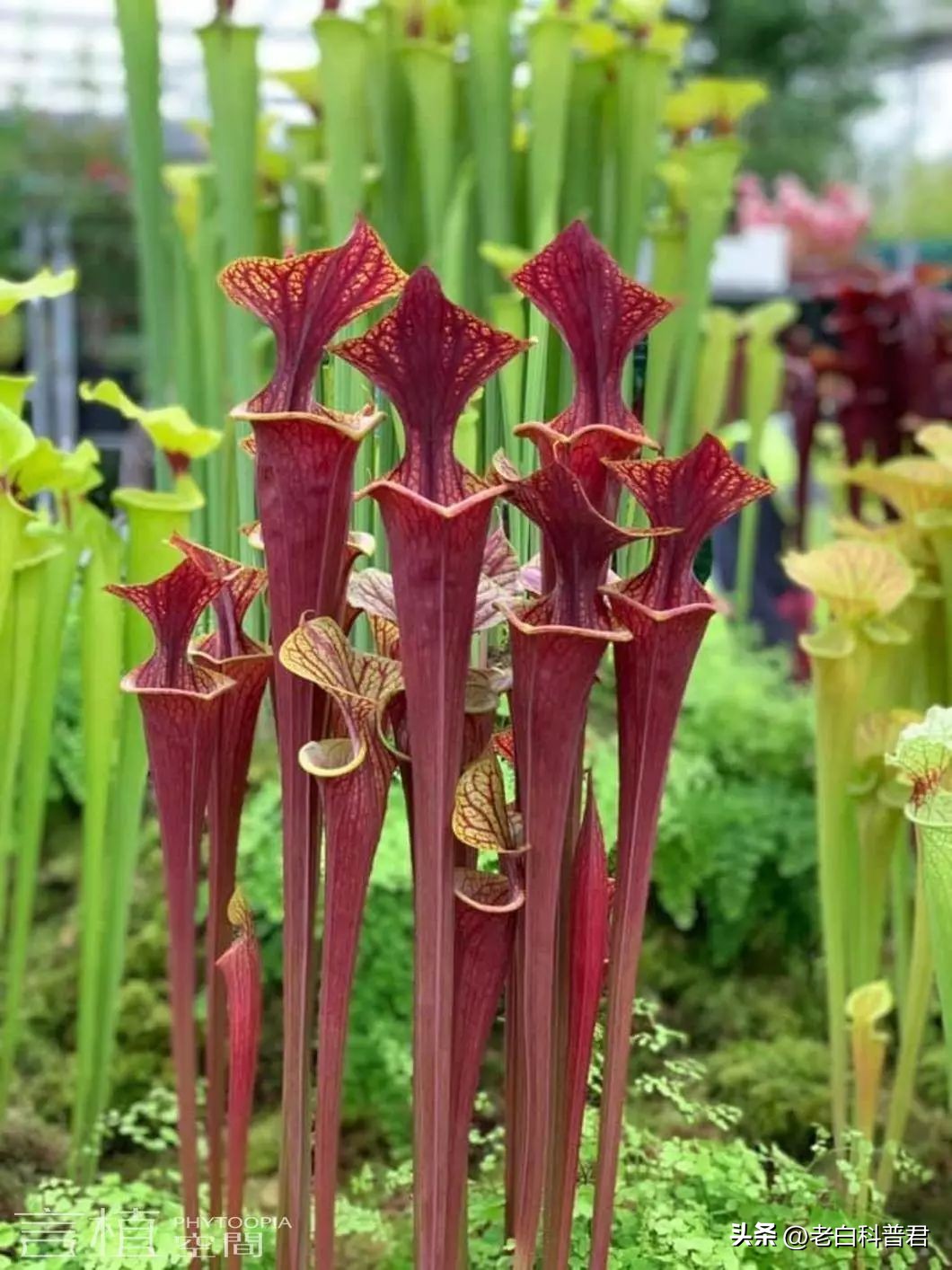 九种有趣的食肉植物,世界十大食肉植物排名