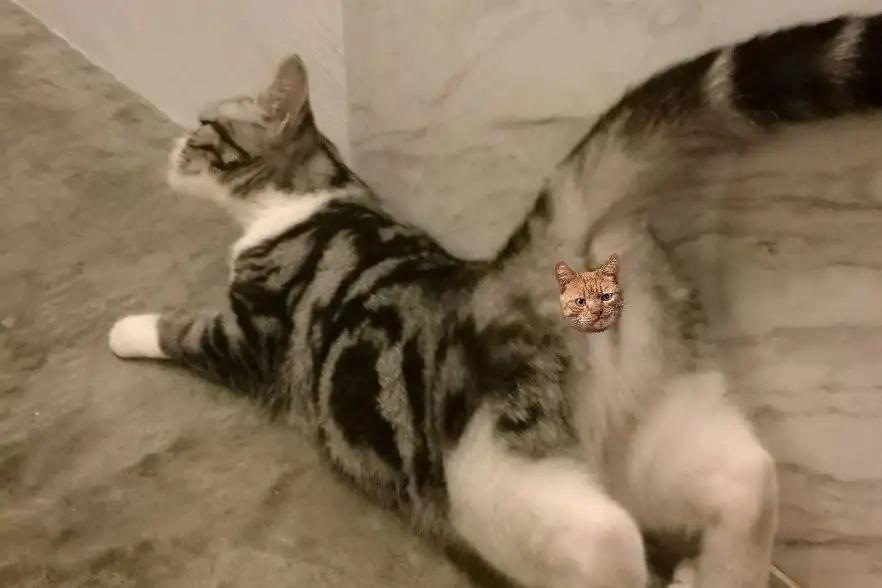 小母猫发情期，优秀铲屎官务必知晓的几个细节