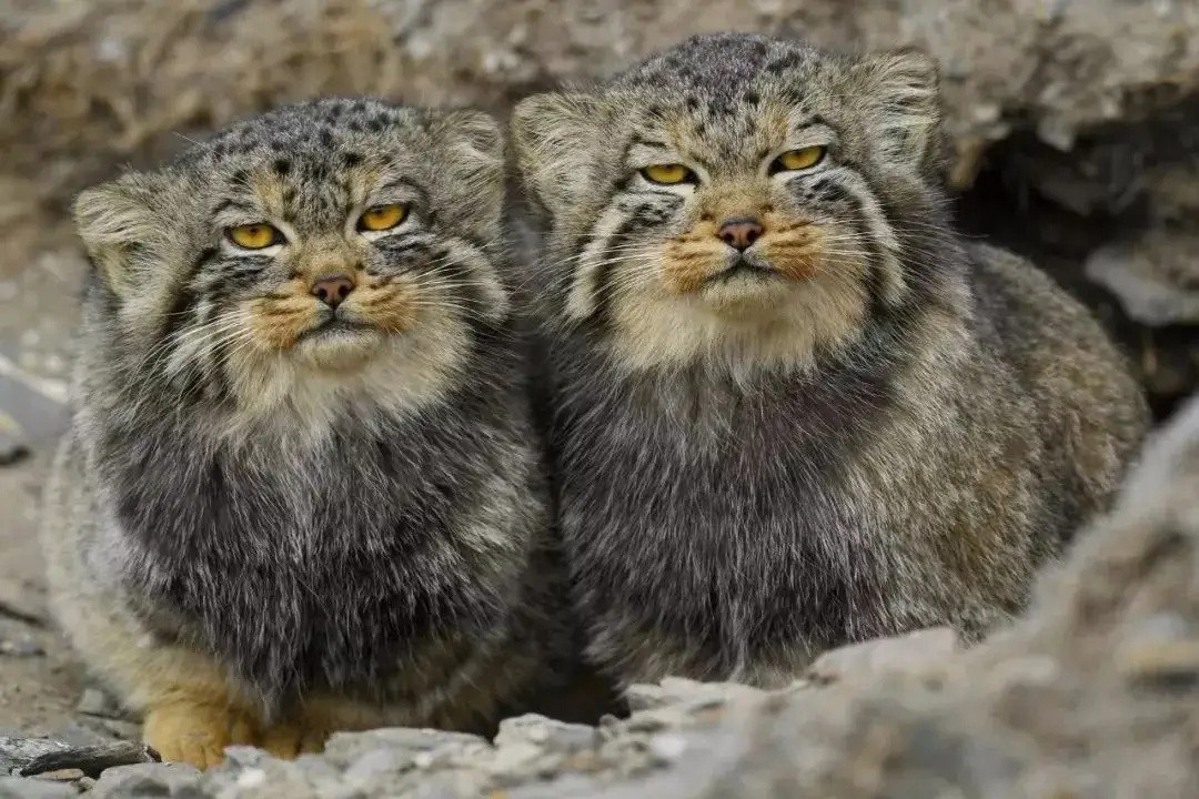 外表可爱却很凶残的动物大熊猫,大熊猫凶残的一面是什么样的