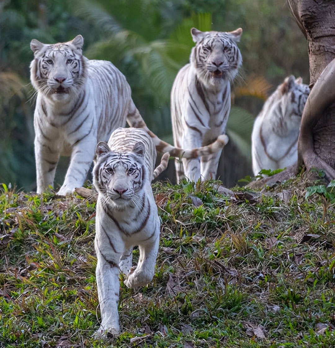 广州长隆酒店童趣乐园,广州游玩长隆性价比超高的酒店