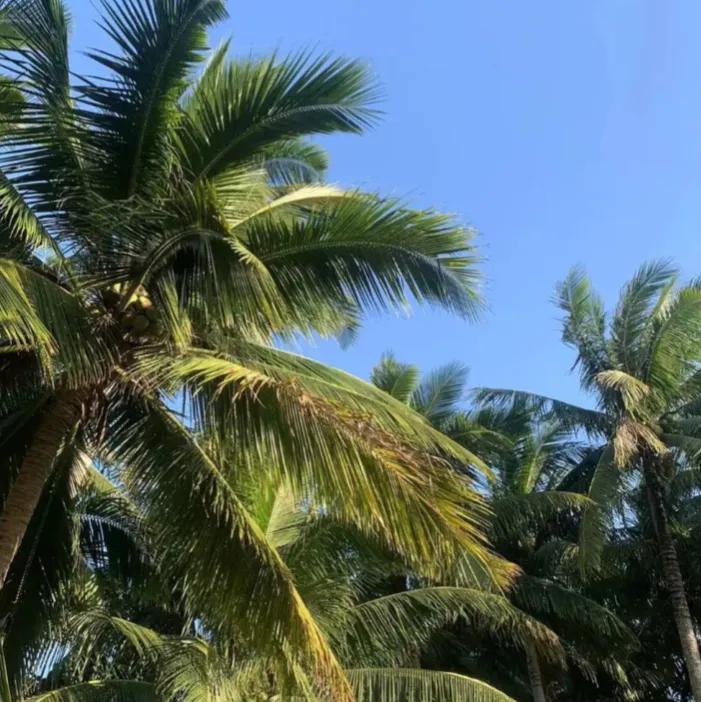 端午节到了包粽子,端午节包粽子的粽叶哪里来