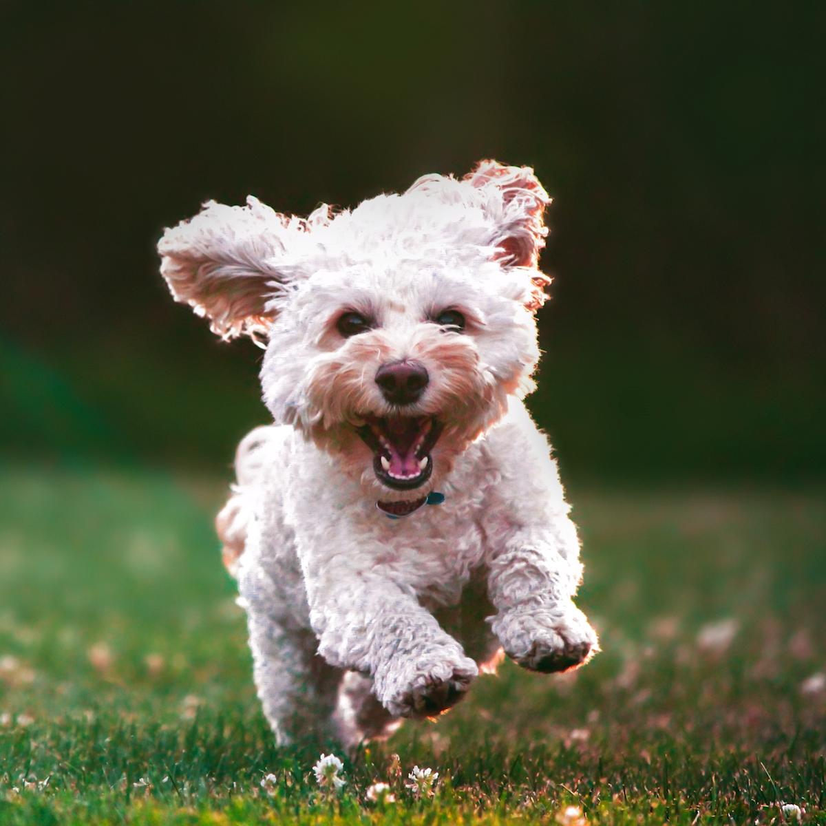 养狗发现的神奇现象,养狗常见的4大误区你避雷了吗