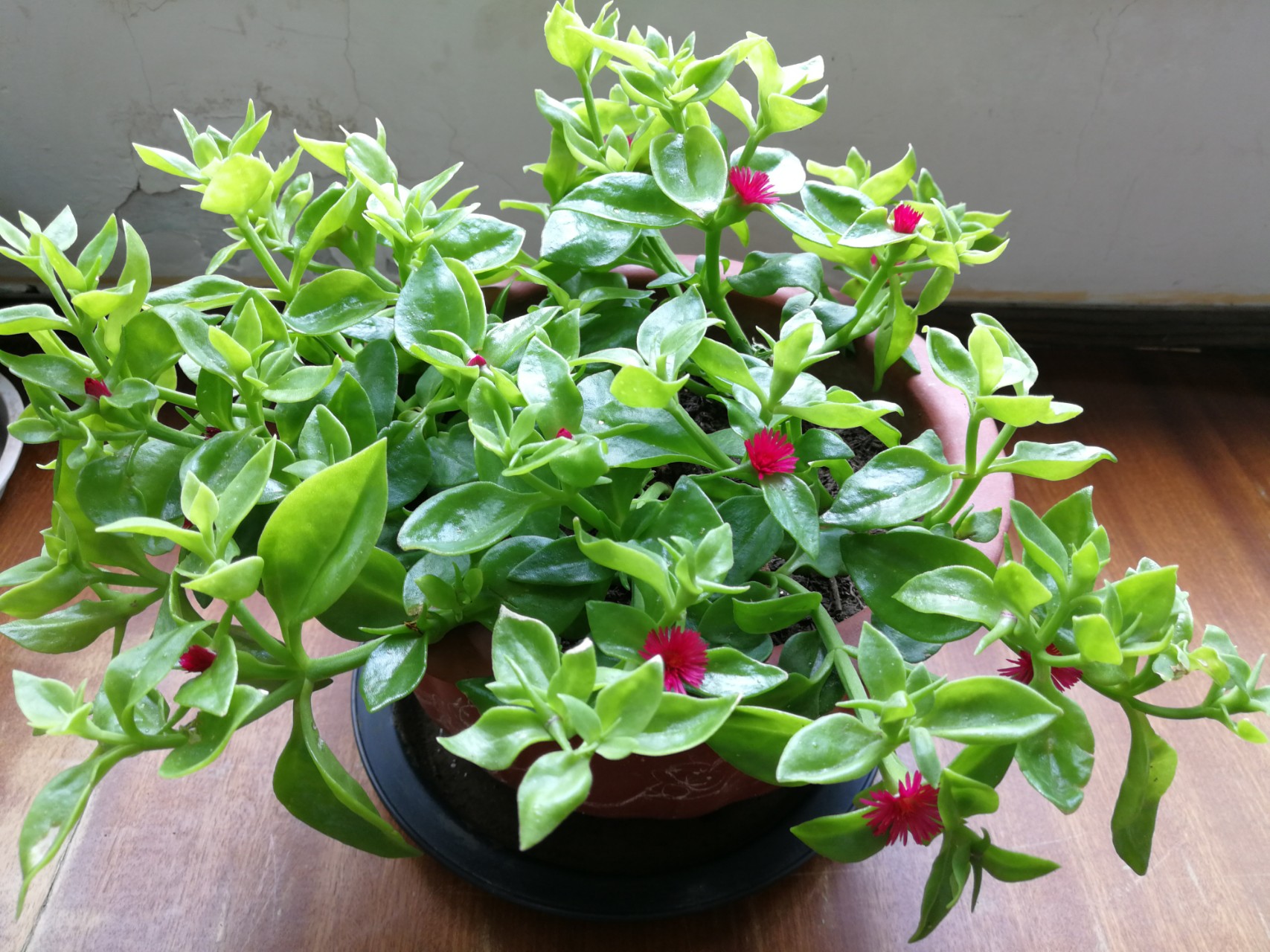 阳台上种菜养花推荐什么,阳台上种菜养花推荐一下