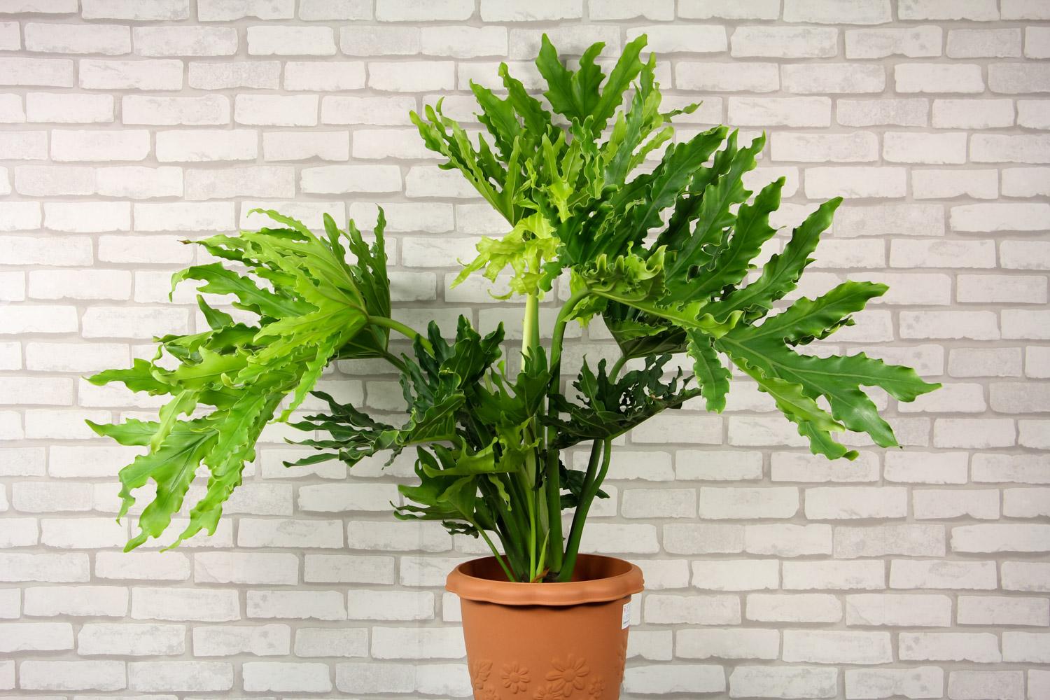 养花不能用大盆，何为大盆？5大类植物“选盆”规则，要学会