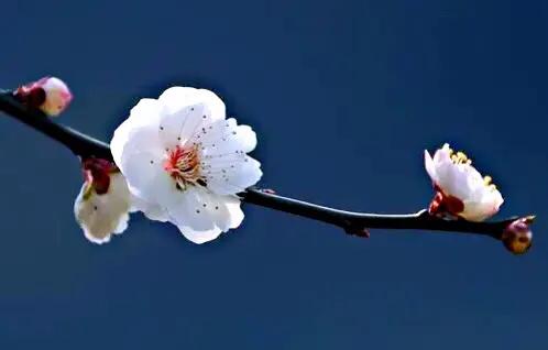 白梅花绽放视频,白梅花盛开