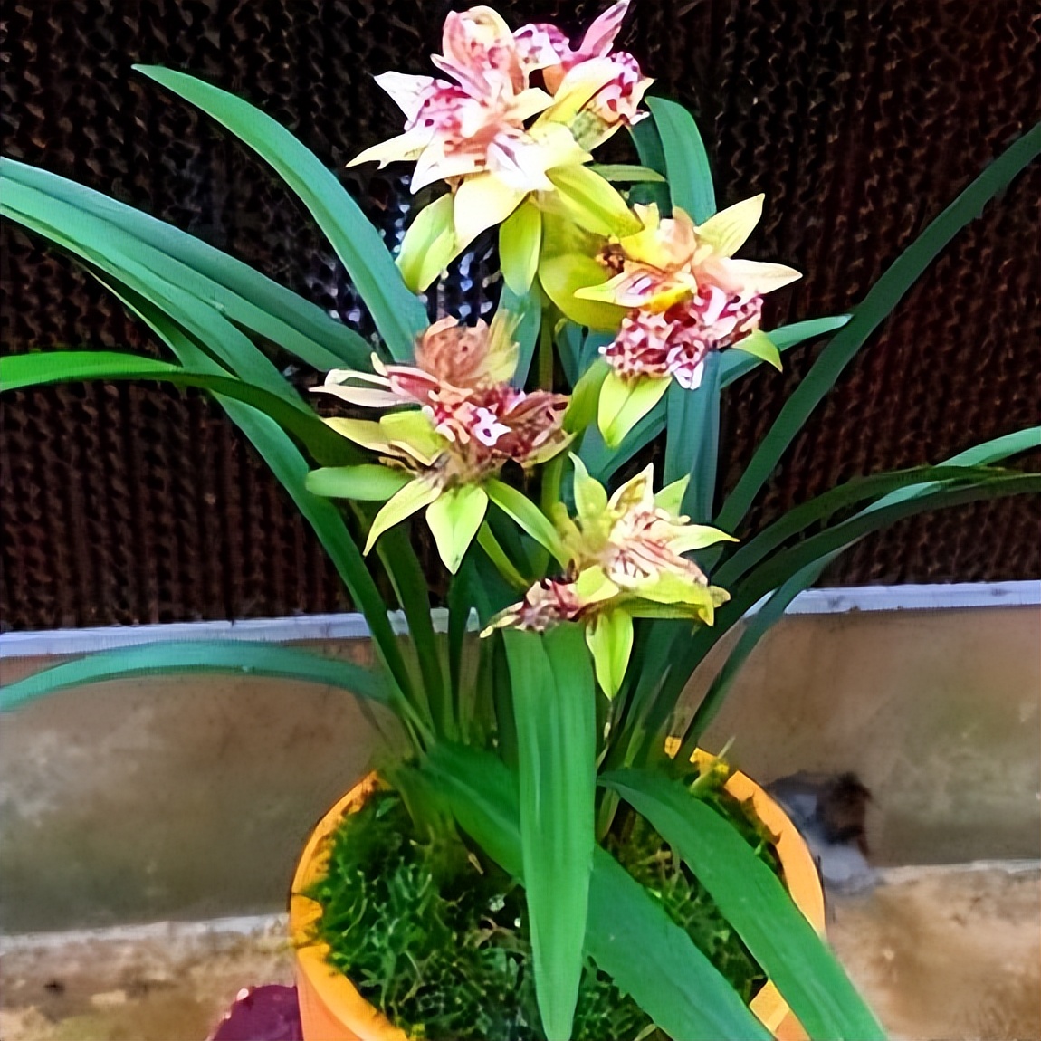 建兰富山奇蝶花苞多久能长大,建兰富山奇蝶兰花花期