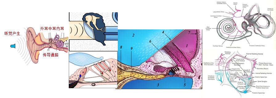 突发性耳聋头晕2019诊疗指南,突发性耳聋诊断和治疗指南pdf