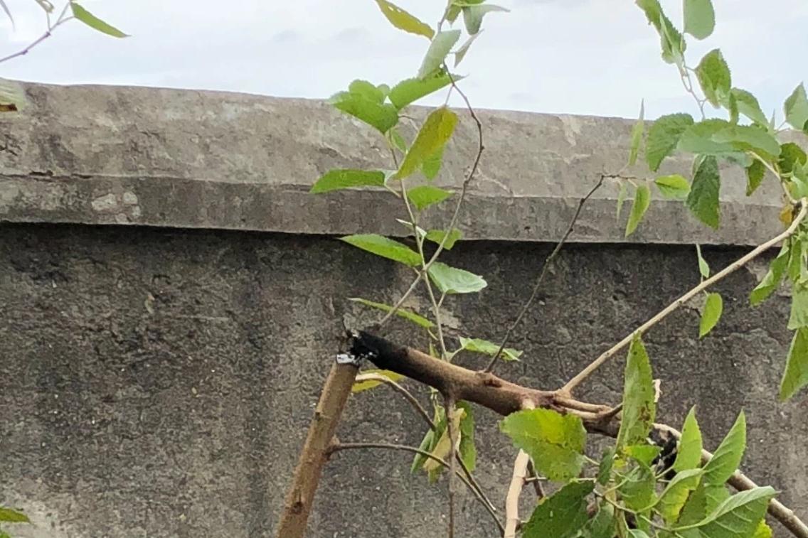 国外小伙自制高性能无人机,激光除草机器人