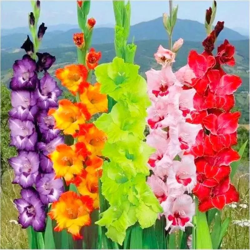 剑兰，锦绣山河，如花美剑｜花名册No.00179