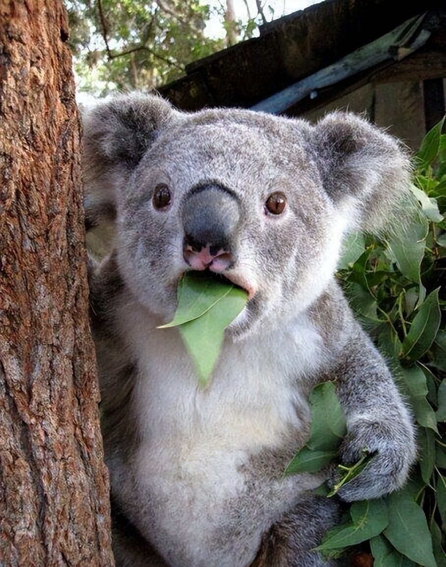 伊丽莎白雅顿身体乳按压泵,伊丽莎白雅顿身体乳价格