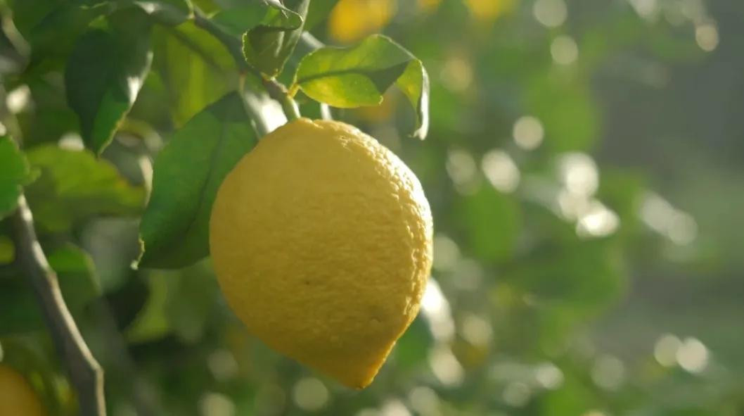 炎热的夏天吃什么水果解暑,夏天即将过季的水果