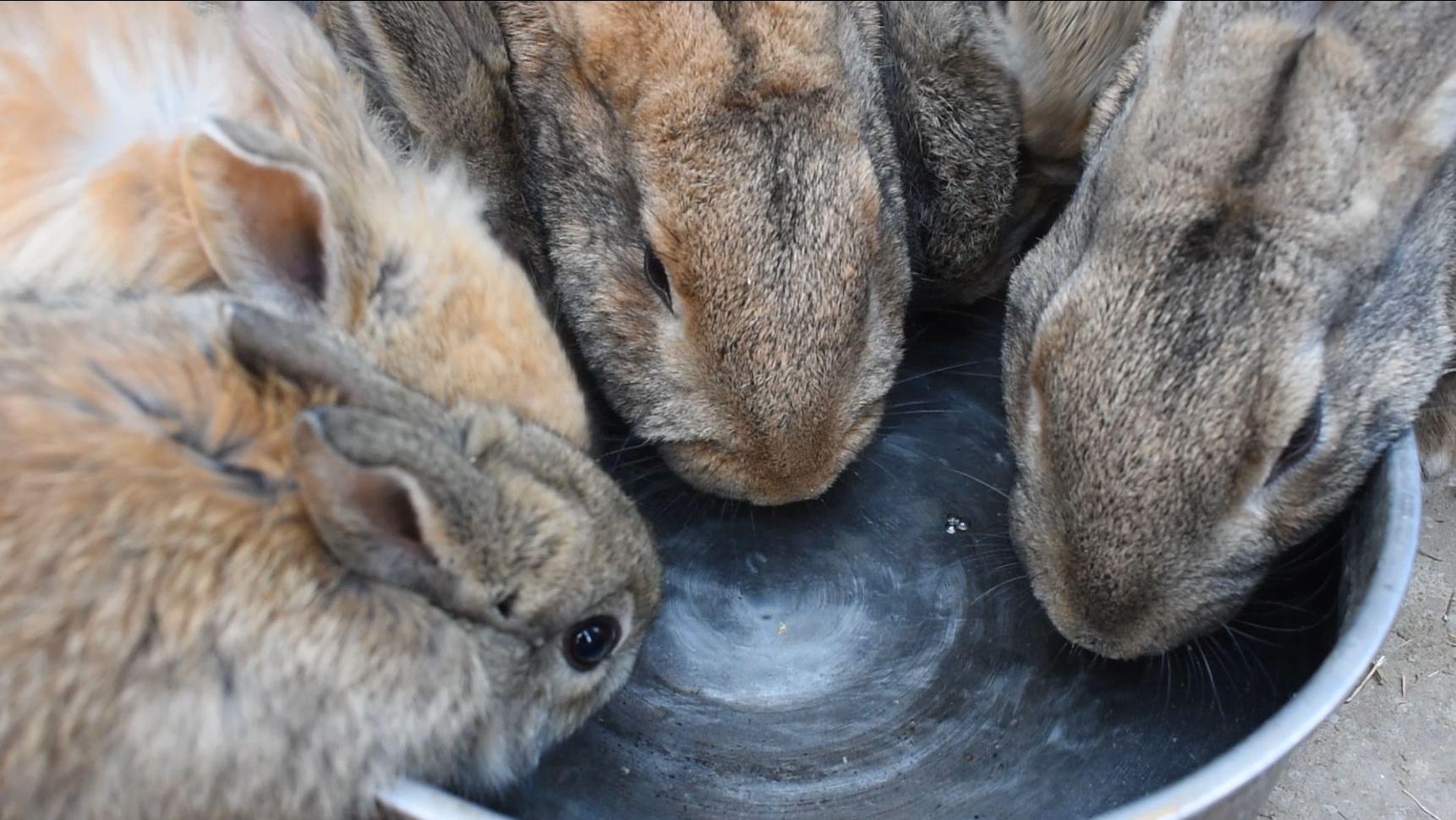 养兔技术与兔疾病防治的关系,养兔生病的症状