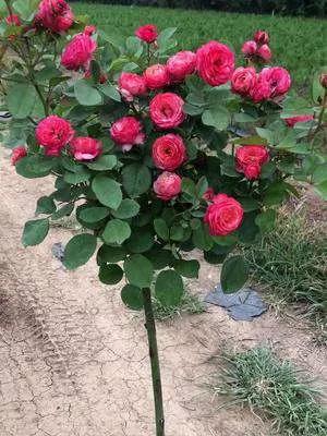 夏花开得最标准的月季花品种,月季色彩艳丽千姿百态