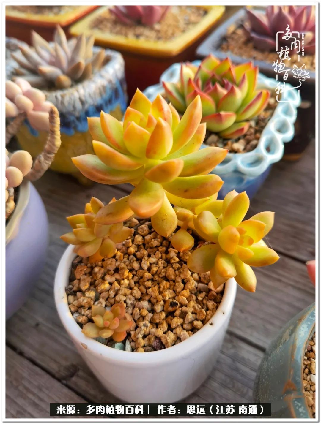 隔着时间的深爱，来自秋天的私语