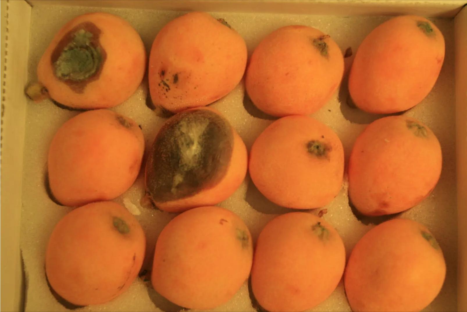 出售的果蔬生鲜出现变质能退货吗,生鲜水果退货规定