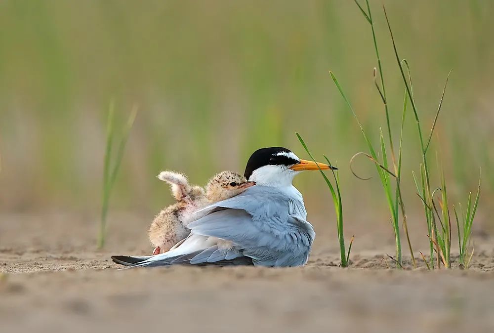 说文解字第61课,说文解字第699课