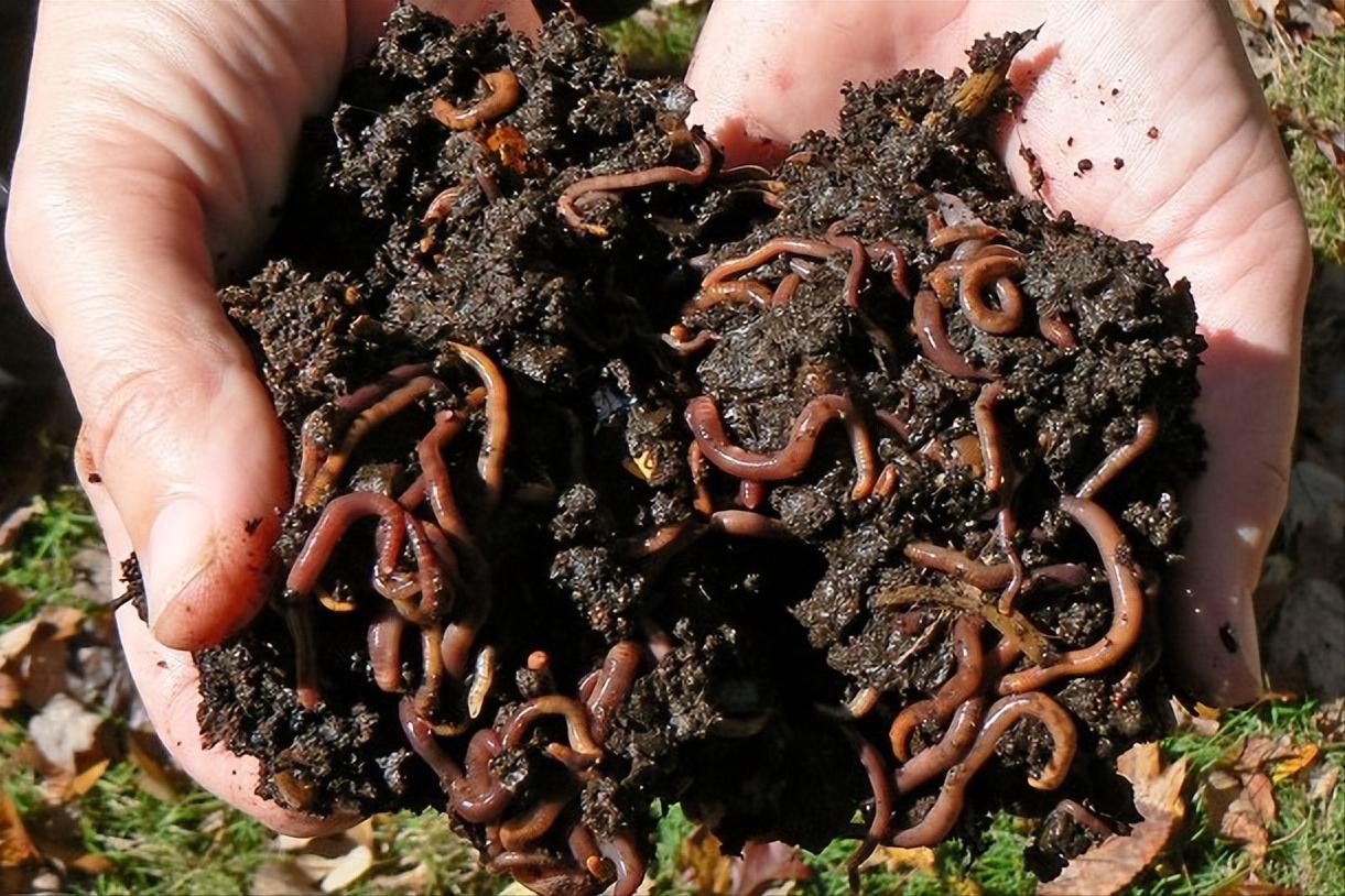 机器一响黄金万两鱼虾满仓,机器一响黄金万两收割机