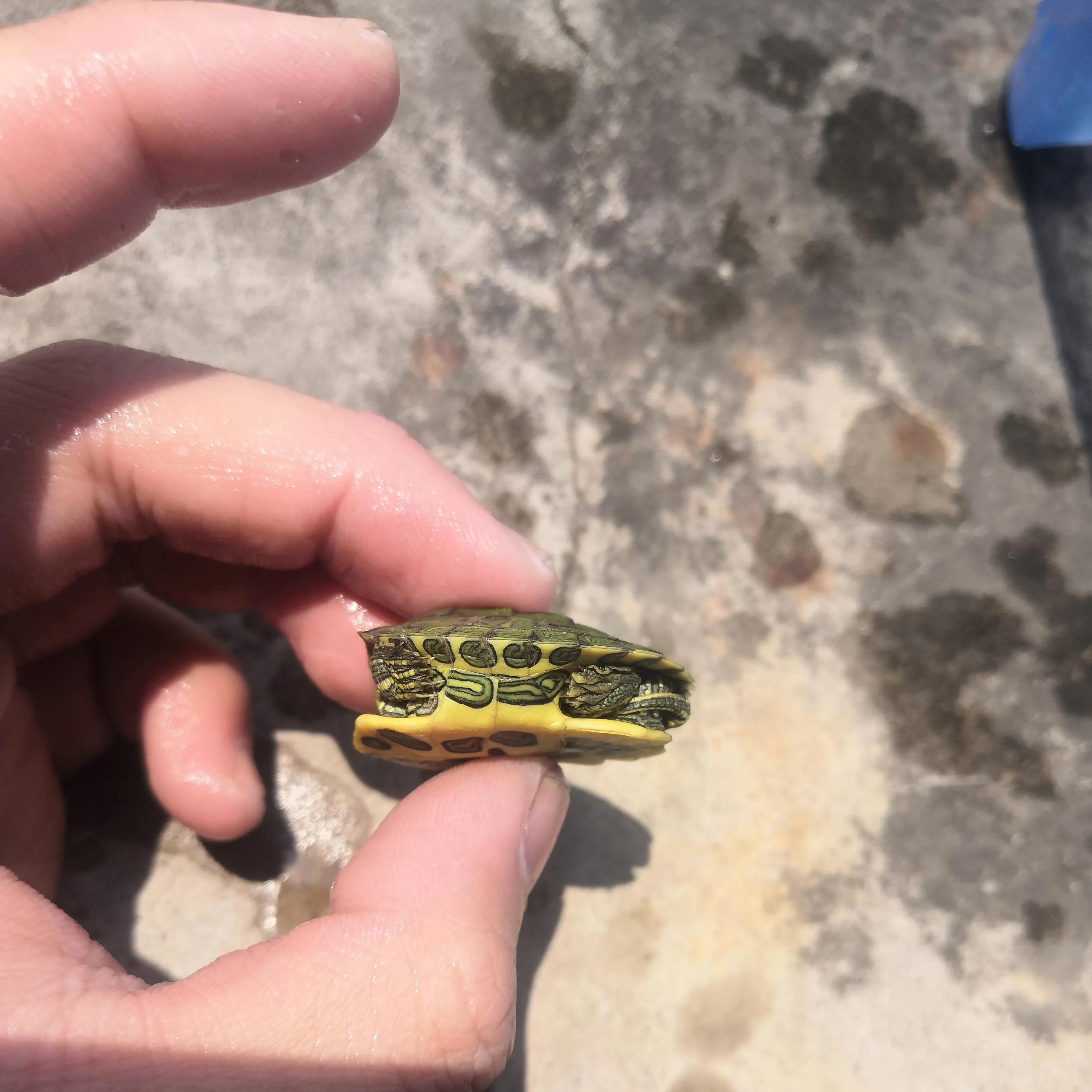 巴西龟密西西比红耳龟,十大智商最高的龟巴西红耳龟