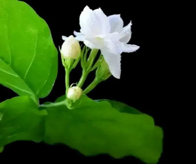 寂寞空庭美文,寂寞空庭春欲晚全集