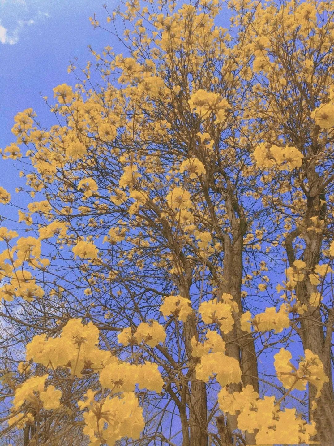 提前盛开！成都市区这个被偏爱的宝藏地又上新，即将刷爆全网