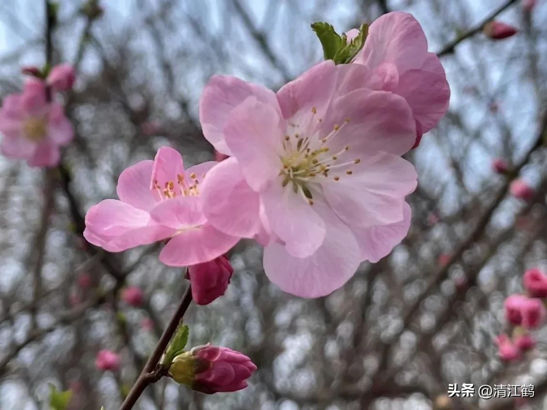 榆叶梅病害有哪些,榆叶梅的观赏特性有哪些呢