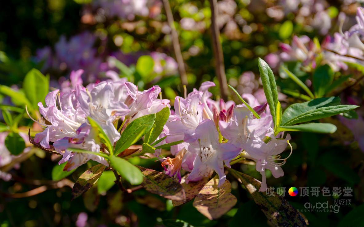 旅行家的眼神，看到不一样的人文澳洲（四之一）